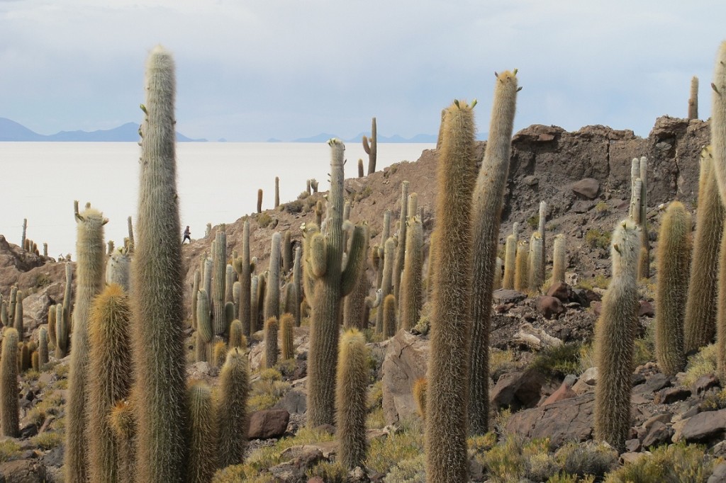 Giant Cacti- Isla del Pescado